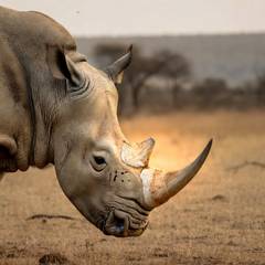 A white rhinoceros in profile on dry grassland with its front horn lit and clearly visible