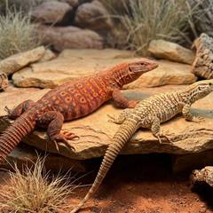 Yellow and red ackie monitors illustrating the price difference between the two color forms