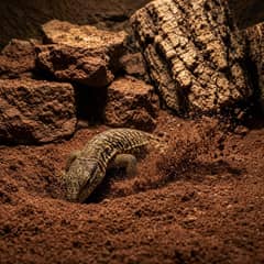 An ackie monitor digging into deep substrate in a large planted enclosure