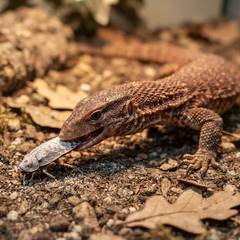 Ackie monitor eating a calcium-dusted feeder insect