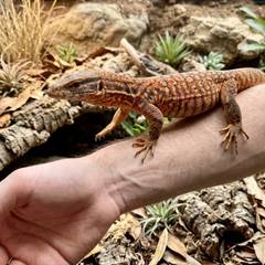 Ackie monitor confidently climbing onto an owner's hand during a tong-feeding session