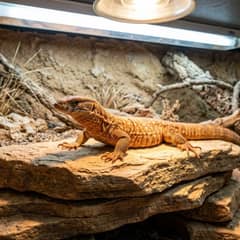 Ackie monitor undergoing a vet exam to check for signs of illness
