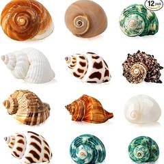 12PCS Natural Hermit Crab Shells, Assorted Sizes 1.6-3.2 in