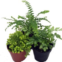 Live terrarium plants