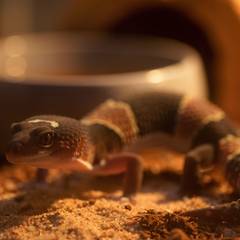 African fat-tailed gecko in a fully equipped terrestrial enclosure