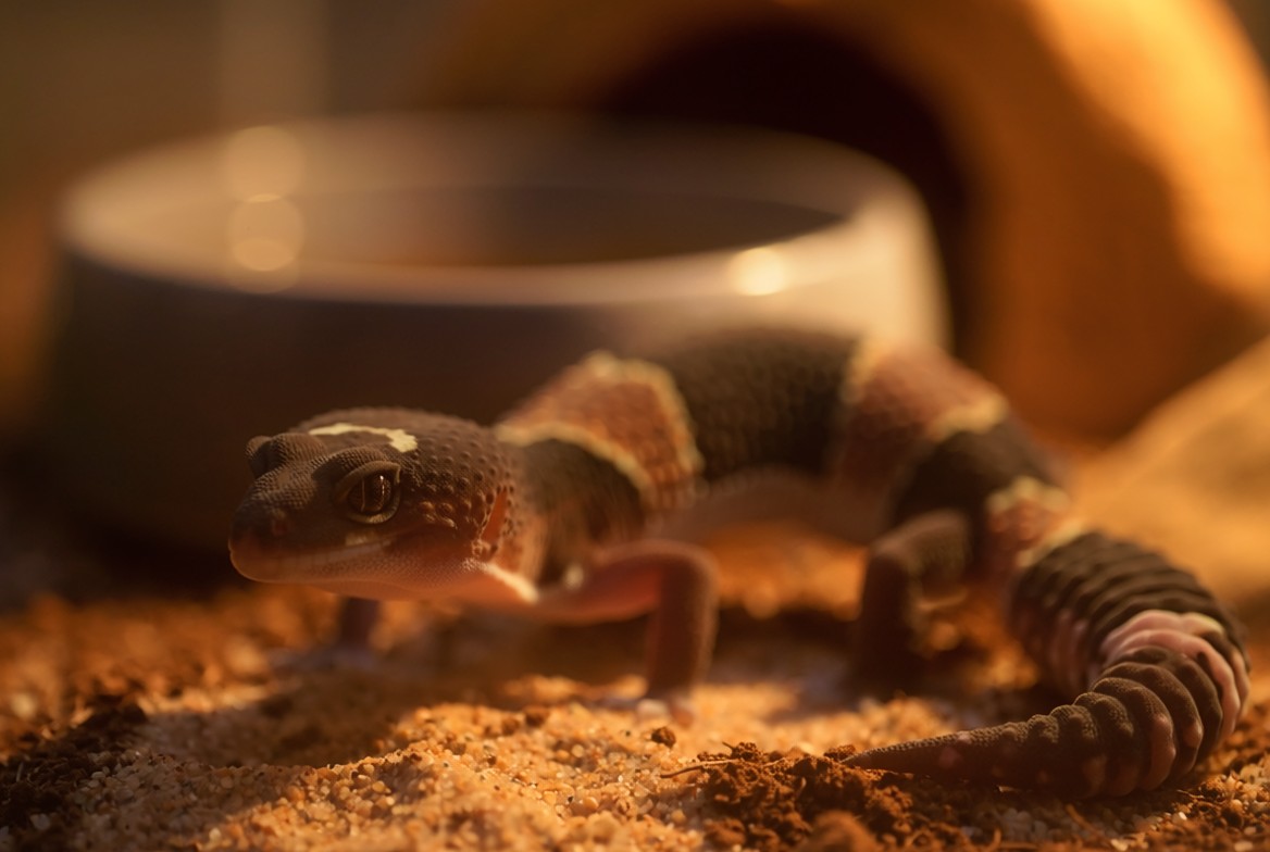 African fat-tailed gecko in a fully equipped terrestrial enclosure
