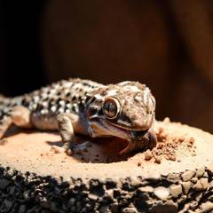 African fat-tailed gecko eating a gut-loaded cricket