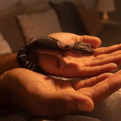 Person letting an African fat-tailed gecko walk across their open hands
