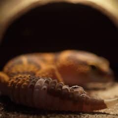 African fat-tailed gecko being examined near its moist hide