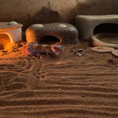 African fat-tailed gecko enclosure with warm hide, cool hide, and humid hide setup