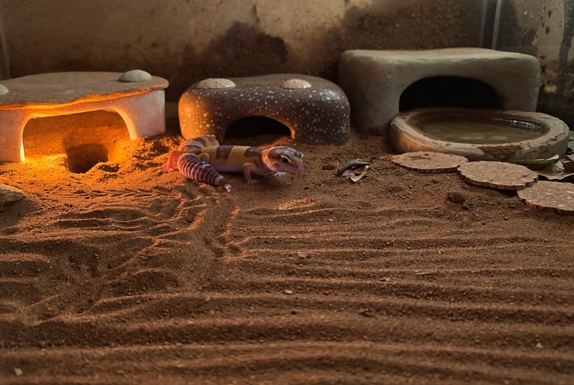 African fat-tailed gecko enclosure with warm hide, cool hide, and humid hide setup