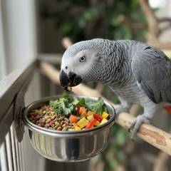 African grey parrot eating formulated pellets and fresh vegetables