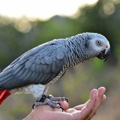 African grey parrot interacting closely with its owner, reflecting the daily time commitment this species needs