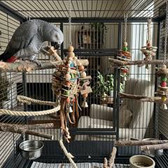 African grey parrot cage set up with appropriately sized bars, varied perches, and foraging toys