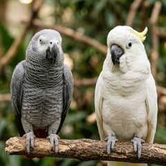 An African grey parrot and a cockatoo side by side for comparison