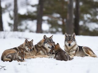 A gray wolf standing in snow with two pups nearby, showing a wolf pack as a family group rather than a ranked hierarchy