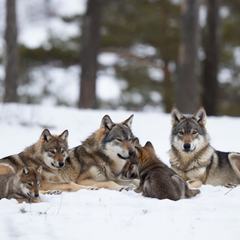 A gray wolf standing in snow with two pups nearby, showing a wolf pack as a family group rather than a ranked hierarchy