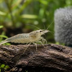 A group of amano shrimp grazing algae off driftwood in a planted freshwater aquarium