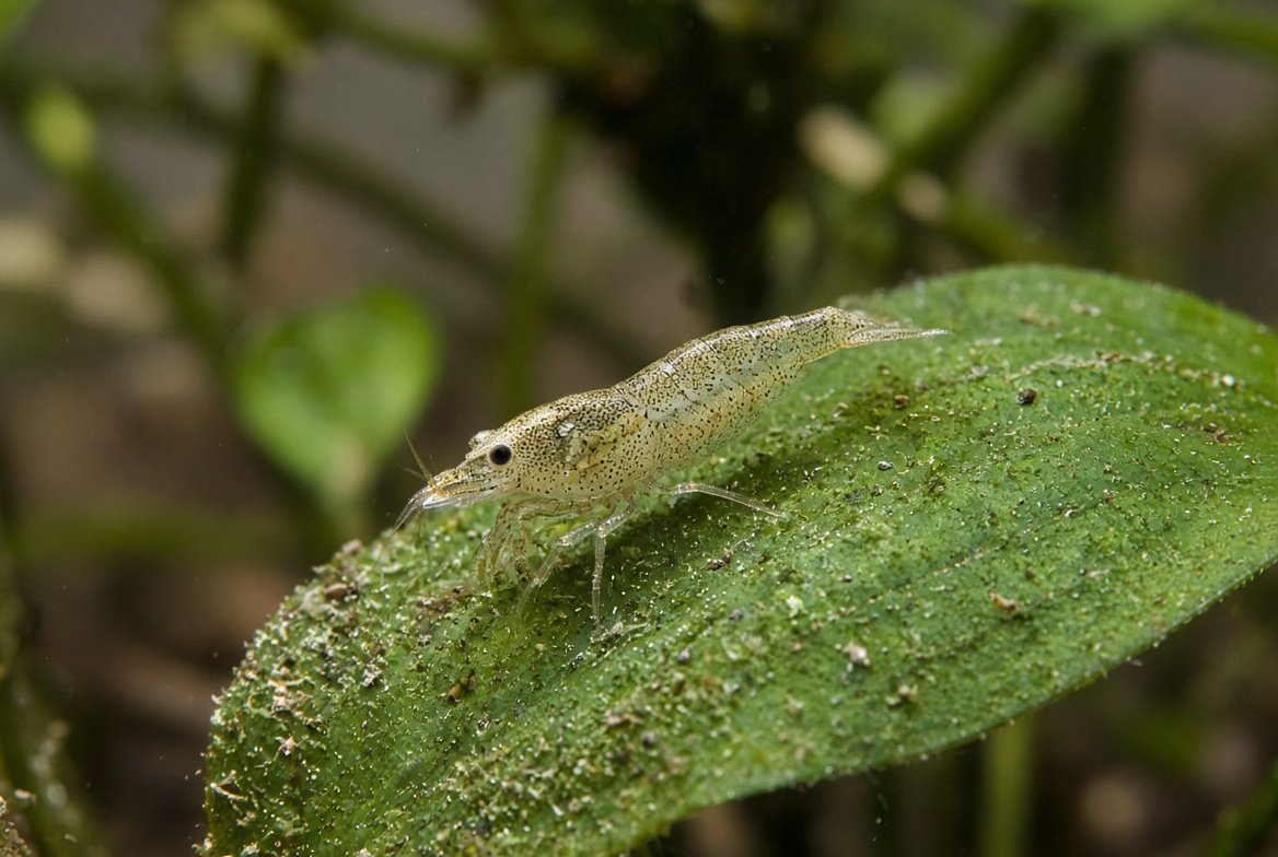 An amano shrimp grazing algae off a leaf in a planted freshwater aquarium