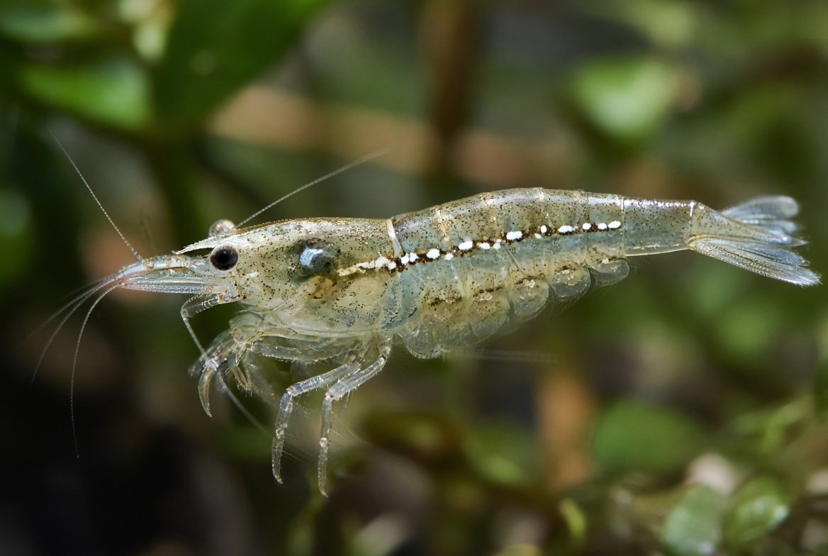 Close-up of a healthy amano shrimp resting on driftwood in a well-maintained planted aquarium