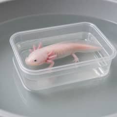 A new axolotl being moved by cup rather than net into a bare quarantine container, with a thermometer floating alongside a covered lid