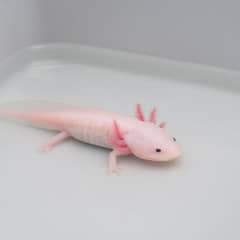 A sick axolotl resting in a bare plastic tub of dechlorinated water, set up separately from its main tank for observation and a full daily water change