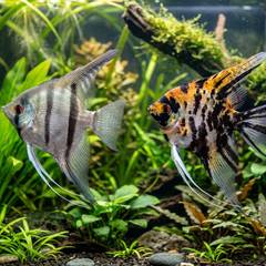 Freshwater angelfish swimming in a tall, well-filtered planted aquarium