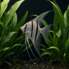 A tall angelfish turning between vertical plant stems in a deep planted aquarium