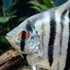 Angelfish in a clean, well-filtered tank showing healthy fins and coloring