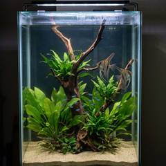 Tall angelfish aquarium with driftwood, broadleaf plants, and visible filtration equipment
