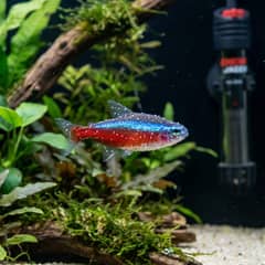 A close-up of a small aquarium fish with fine white spots across its fins and body, with an aquarium heater and thermometer visible behind it