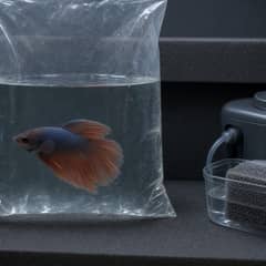 A fish bagged with an air gap next to a battery air pump and a wrapped filter sponge packed for a power outage or aquarium move