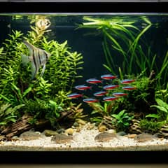 A planted freshwater community aquarium with a school of small tetras in the open water, corydoras catfish on the sand, and a single angelfish among tall plants