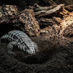 An Argentine black and white tegu digging into deep substrate in a large enclosure