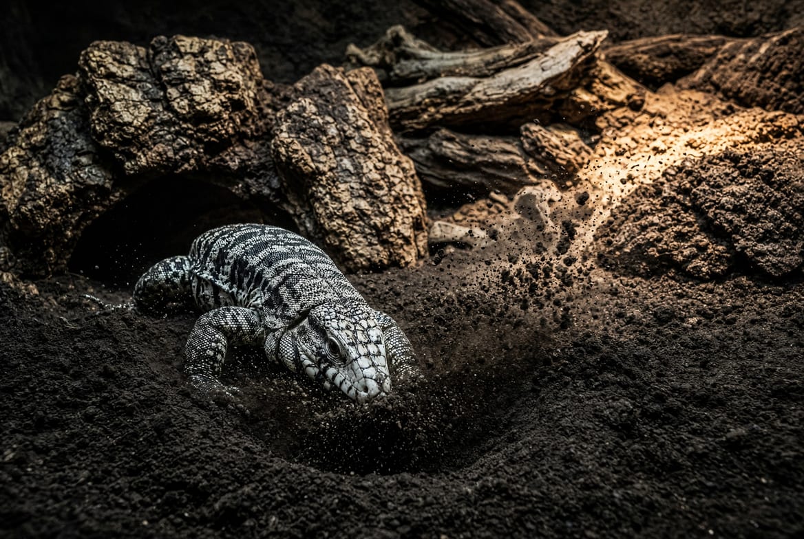 An Argentine black and white tegu digging into deep substrate in a large enclosure