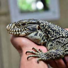 Large black and white Argentine tegu being handled calmly by its owner outside its spacious custom enclosure