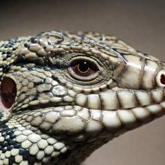 Large black and white Argentine tegu being examined by a reptile veterinarian outside its custom enclosure