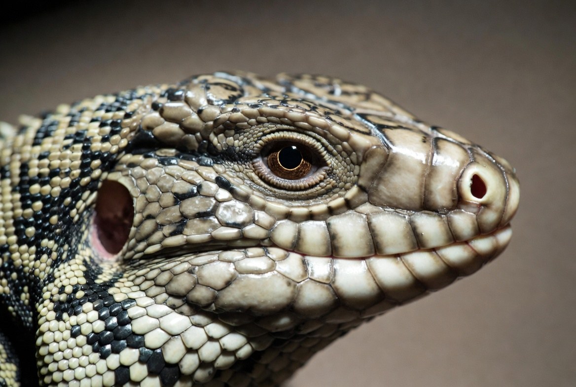Large black and white Argentine tegu being examined by a reptile veterinarian outside its custom enclosure