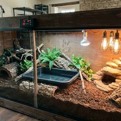 Large black and white Argentine tegu in a spacious custom enclosure with deep substrate, basking lights, and UVB lighting