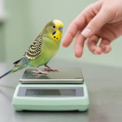 A budgerigar being weighed on a small digital gram scale at an avian vet clinic, showing how weight loss from avian gastric yeast is tracked
