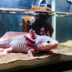 Axolotl in a chilled aquarium tank with a sponge filter and fine sand substrate