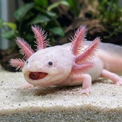 An axolotl on the tank floor eating a sinking pellet, gills fanned out