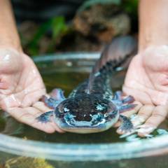 Axolotl being gently guided into a submerged container instead of being lifted by hand