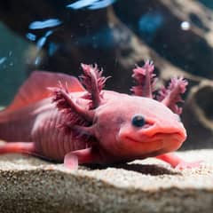 Axolotl with healthy pink gills resting near the substrate in a cool tank