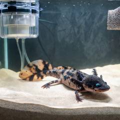 Axolotl tank setup with fine sand substrate, a chiller, and a sponge filter