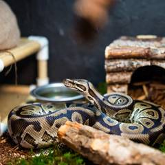 Ball python coiled in a fully equipped PVC enclosure