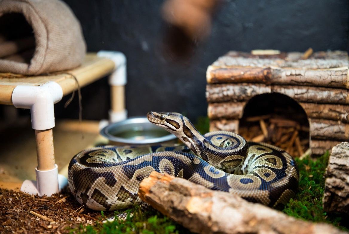 Ball python coiled in a fully equipped PVC enclosure