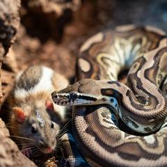 Ball python in a naturalistic enclosure with properly prepared frozen/thawed prey