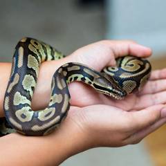 Ball python being supported along both forearms during a handling session