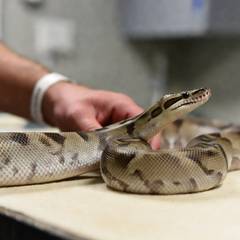 Ball python being examined by a reptile veterinarian